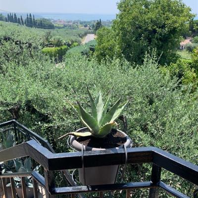 Immobiliare Speri | Vendita - Vista lago - 