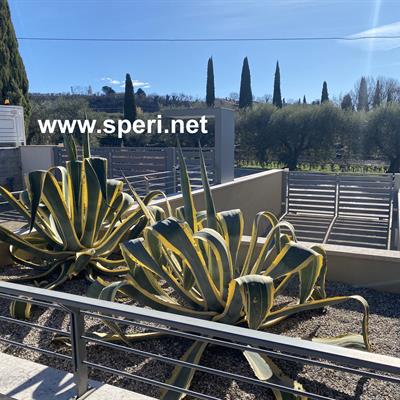 Immobiliare Speri | Verkauf - Erdgeschosswohnung mit Seeblick - 